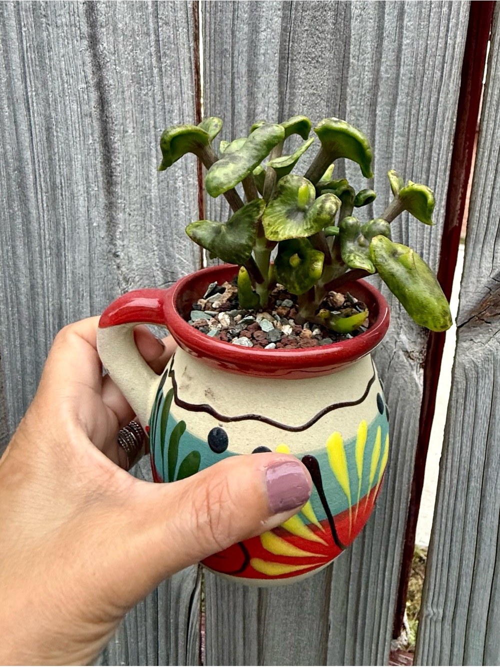 Extremely Rare & Exotic Live Succulent Plant in pot “Kalanchoe Angel Trumpet”